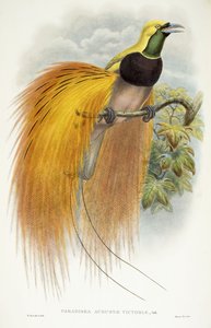 Paradisea Augustae Victoriae, 1891-1898 da William Hart