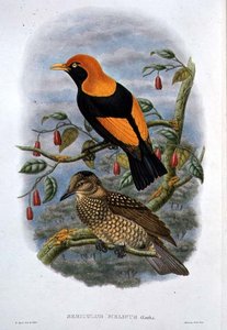 Sericulus Melinus da William Hart