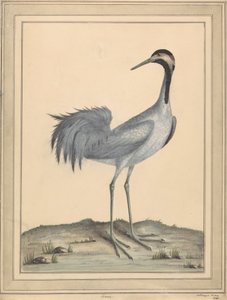 Una Gru da William Hayes