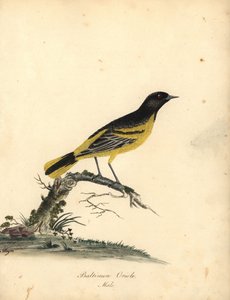 Oriolo di Baltimora, Icterus galbula. (Oriolo di Baltimora, Oriolus baltimore) Incisione a mano colorata di un