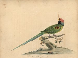 Parrocchetto testa di rosa, Psittacula roseata da William Hayes