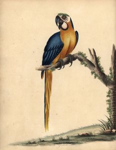 Ara ararauna (incisione di William Hayes da 