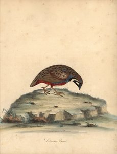 Quaglia dal petto blu, Coturnix chinensis. Incisione a mano colorata di un