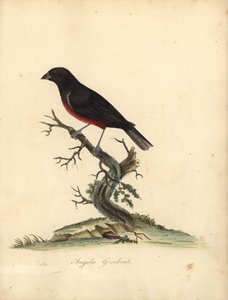 Fringuello dal ventre castano, Oryzoborus angolensis. (Grosbeak dell