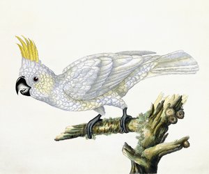 Cacatua, 1779