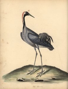 Gru comune, Grus grus. Incisione a mano colorata di William Hayes da Portraits of Rare and Curious Birds from the Menagery of Osterly Park da William Hayes