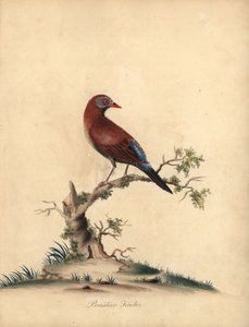 Granatiere comune, Uraeginthus granatinus, nativo dell