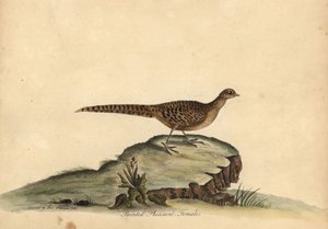 Fagiano dorato o cinese, Chrysolophus pictus, femmina da William Hayes