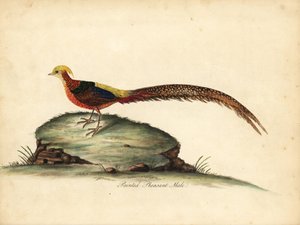 Fagiano dorato o cinese, Chrysolophus pictus, maschio. Incisione a mano colorata di un