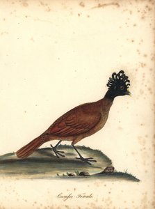 Grande curassow, Crax rubra, femmina da William Hayes