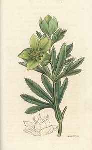 Elleboro verde, Helleborus viridis. Incisione a mano colorata su rame di James Sowerby da English Botany di James Smith, Londra