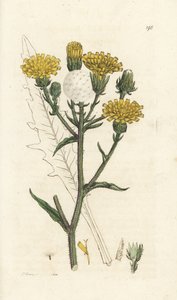 Lingua di falco, Picris hieracioides. Incisione a mano colorata da James Sowerby da 