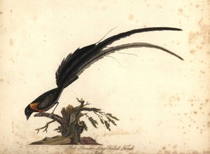 Vedova del paradiso dalla lunga coda, Vidua paradisaea, maschio da William Hayes