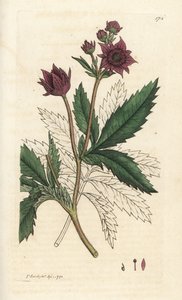 Cinquefoil di palude, Comarum palustre. Incisione a mano colorata da James Sowerby da 