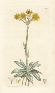 Senecione montano, Tephroseris integrifolia (Cineraria integrifolia). Incisione a mano colorata su rame di James Sowerby da English Botany di James Smith, Londra da William Hayes