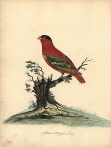 Lori dal collo puro, Lorius domicella. In pericolo. Lori dal cappuccio nero, Psittacus domicilla. Incisione a mano colorata di un