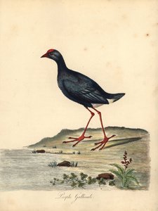 Pollo sultano, Porphyrio porphyrio da William Hayes