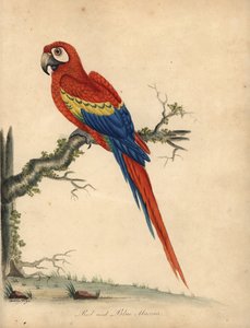 Ara scarlatta, Ara macao
