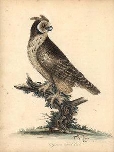 Gufo dalle orecchie corte, Asio flammeus (incisione di William Hayes e sua figlia Matilda da 