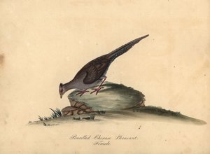 Fagiano argentato, Lophura nycthemera, femmina. Incisione a mano colorata di Matilda Hayes da Portraits of Rare and Curious Birds from the Menagery of Osterly Park da William Hayes