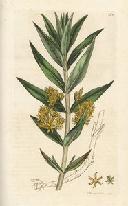 Lisimachia thyrsiflora da William Hayes