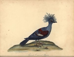 Piccione coronato occidentale, Goura cristata. Incisione a mano colorata di un