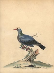 Piccione incoronato bianco, Patagioenas leucocephala. Incisione a mano colorata di William Hayes da Portraits of Rare and Curious Birds from the Menagery of Osterly Park da William Hayes