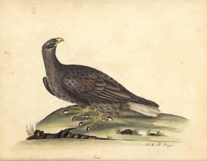 Aquila di mare dalla coda bianca, Haliaeetus albicilla (Erne, Aquila albicilla). Incisione a mano colorata di un