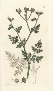 Fiore di pizzo bianco, Orlaya grandiflora da William Hayes