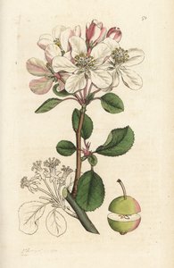 Melo selvatico o melo domestico, Malus domestica