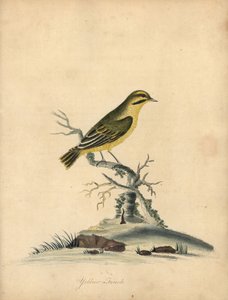 Fringuello giallo, Fringilla butyracea da William Hayes