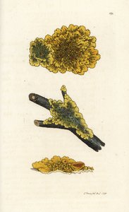 Lichene giallo da muro, Lichen parietinus. Incisione a mano colorata da James Sowerby da 