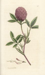 Trifoglio zigzag, Trifolium medium