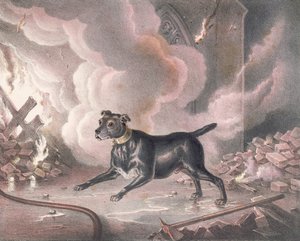 Il cane dei pompieri di Londra da William Heath
