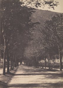 Viale di alberi, Pau, 1854