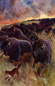 "Ho visto una mandria di bufali correre per sfuggire alle fiamme" da William Henry Charles Groome