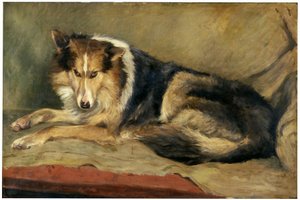 Cane da pastore scozzese da William Henry Charlton