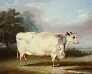 Una mucca premiata, 1838 da William Henry Davis