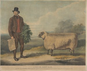 Un montone di South Down; 3 anni, allevato dal Sig. Thomas Crisp, Gedgrave Hall, Suffolk, per il quale è stato assegnato un premio di 30 sovrani alla riunione annuale della R.A.S. a Cambridge, 15 luglio 1840 da William Henry Davis