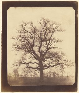 [Una quercia in inverno] da William Henry Fox Talbot