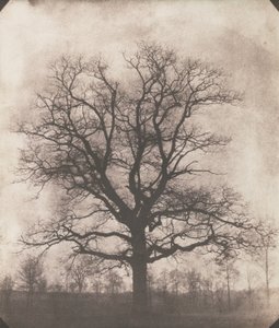 Un albero di quercia in inverno, c.1892-93 da William Henry Fox Talbot