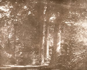 Faggi, Abbazia di Lacock, c.1844 da William Henry Fox Talbot