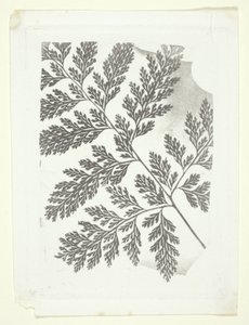 Ramo di felce da William Henry Fox Talbot