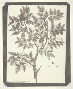 Copia di incisione botanica di "Celtis" da William Henry Fox Talbot