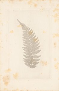 [Far] da William Henry Fox Talbot