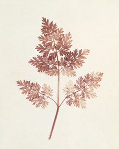 Fronde di foglie, 1843 da William Henry Fox Talbot