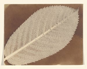  da William Henry Fox Talbot