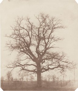 Quercia da William Henry Fox Talbot