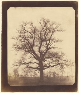 Quercia in inverno