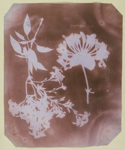 Due esemplari di piante da William Henry Fox Talbot